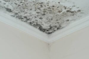 Mold on a ceiling